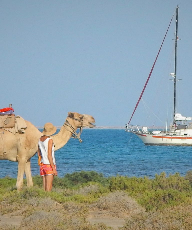 JordanMills SeaTurtleIV 3 768x920