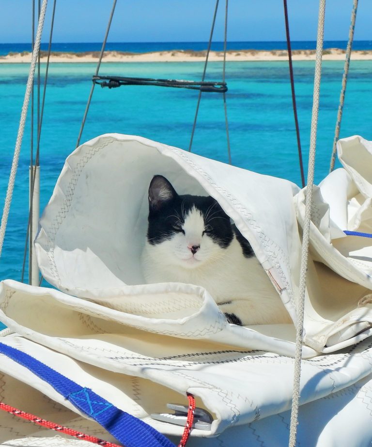 JordanMills SeaTurtleIV 6 768x921