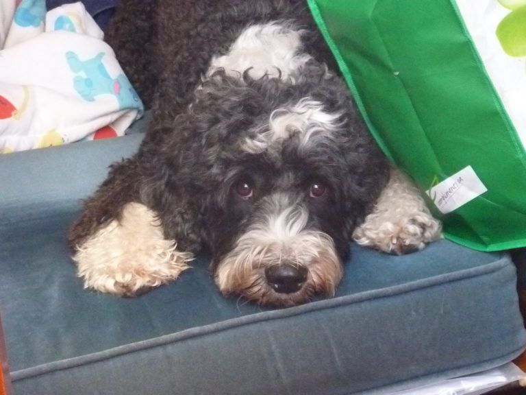 Pancho got da blues 768x576