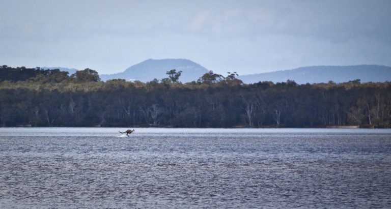 lake cootharaba 768x411