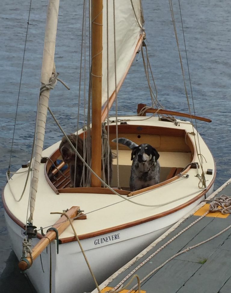 Dogs ready to go 768x974