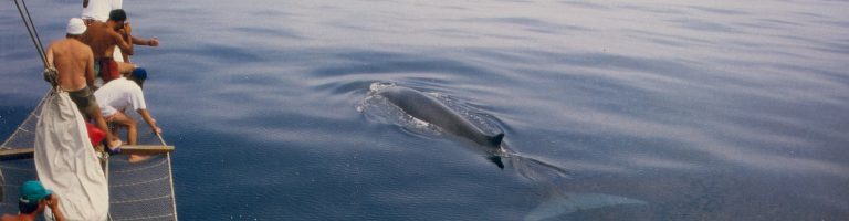 ballenaventura1.jpg 3840x1000 q85 crop subsampling 2 upscale 768x200